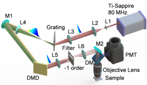   
		Figure 2. Optical configuration of the scanless TPE microscope based on a single DMD; M1, M2: high-reflectivity mirrors; L1-L6: lenses; DM: dichroic mirror; and PMT: photomultiplier tube.	 

